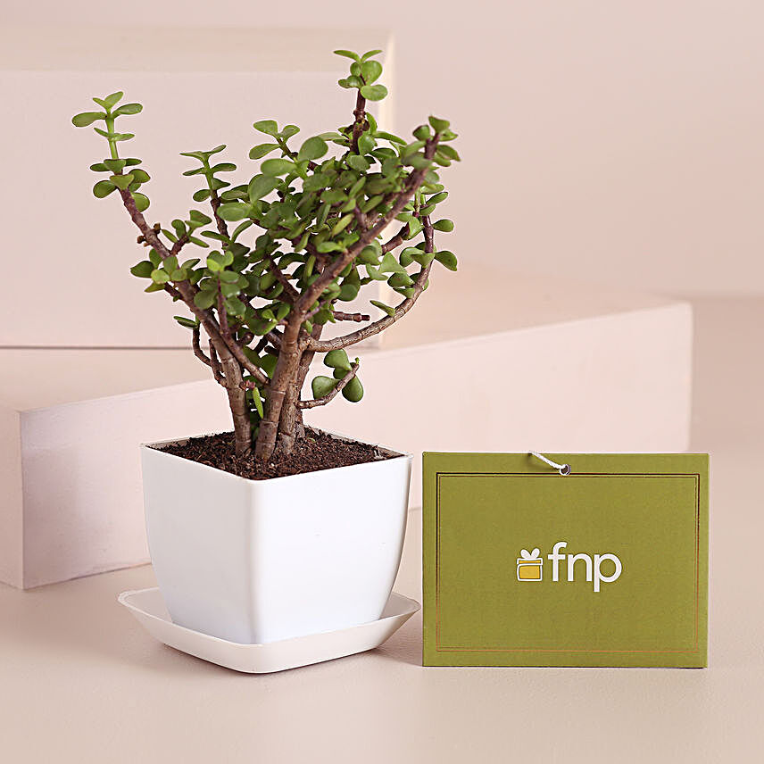 Jade Plant White Pot With Plate:Desktop Plant
