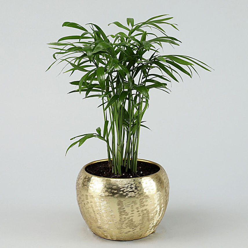 Chamaedorea In Gold Metal Finish Pot Hand Delivery