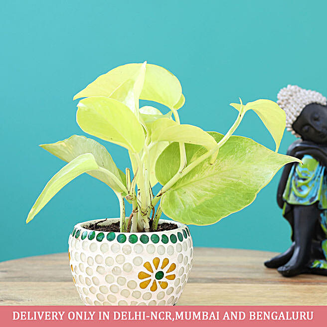 Buy Money Plants Online Money Plant Same Day Delivery FNP