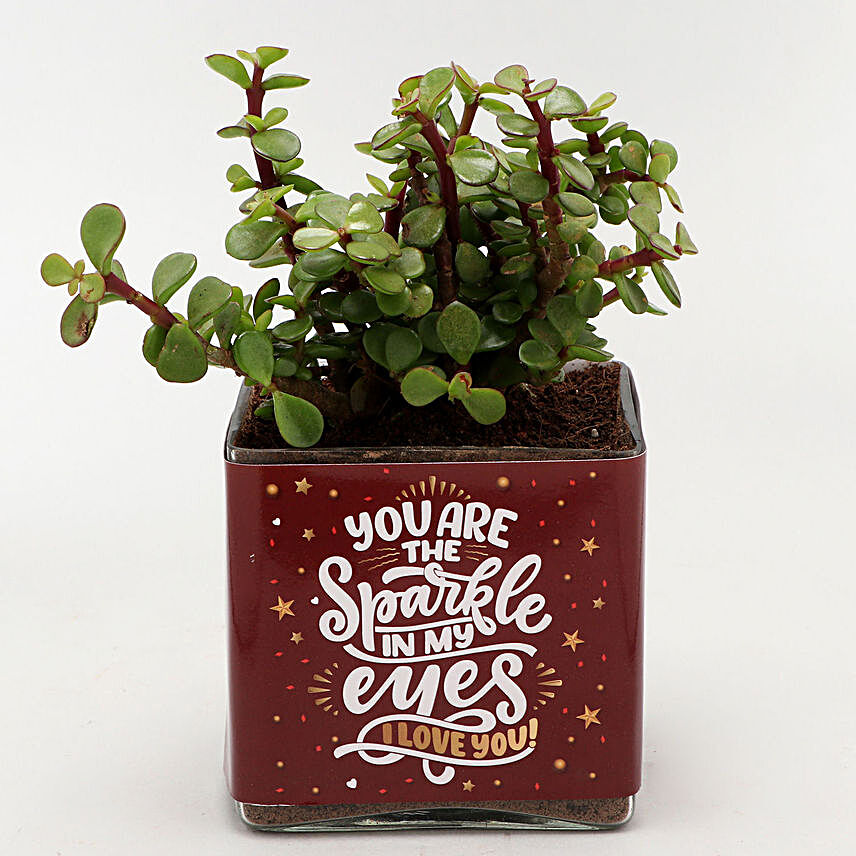 Jade Plant In You are The Sparkle Vase