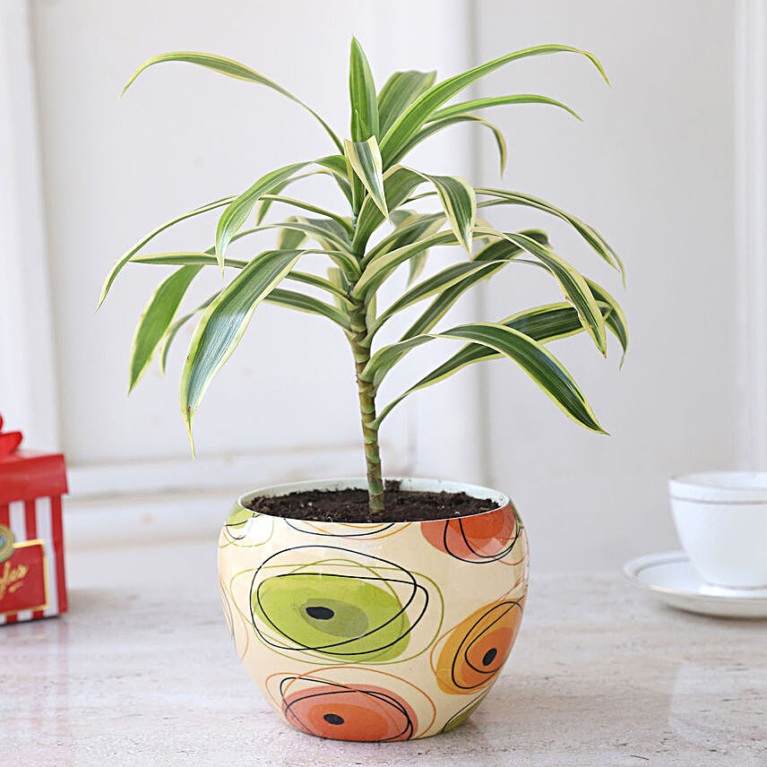 Song Of India Potted Plant In Beige Pot Hand Delivery