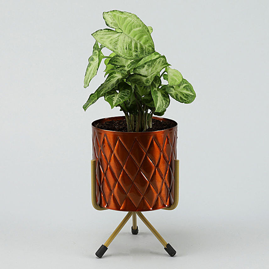 Syngonium Plant In Copper Powder Metal Pot Hand Delivery