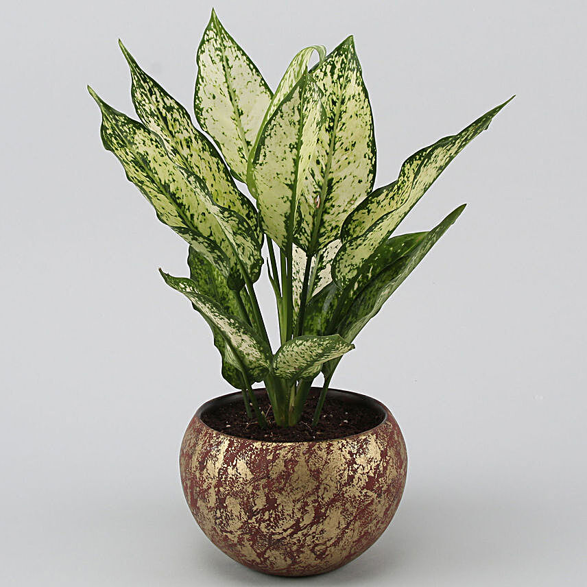 Aglaonema Plant In Stone Finish Metal Pot Hand Delivery