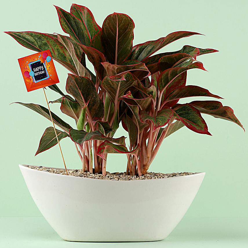 Online Air Purifying Plant:Buy Dish Gardens