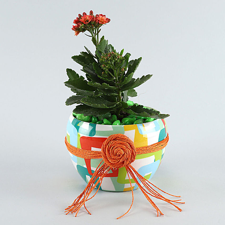 Kalanchoe Plant Multicoloured Pot:Buy Flowering Plants