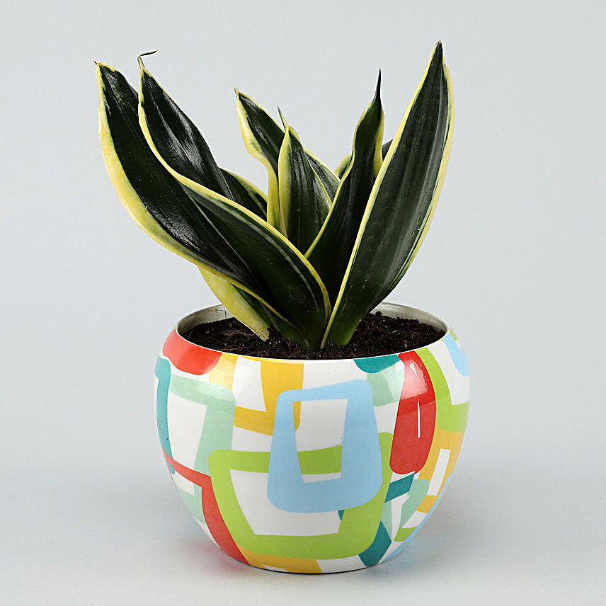 MILT Sansevieria In Abstract White Pot Hand Delivery