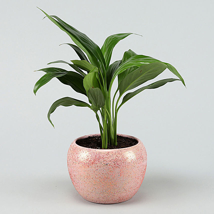 Peace Lily In Pink Powder Metal Pot Hand Delivery