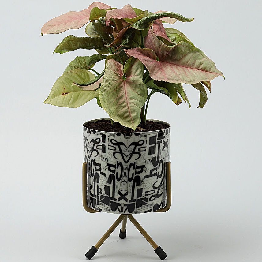 Pink Synognium Plant In Alphabet Print Round Pot Hand Delivery