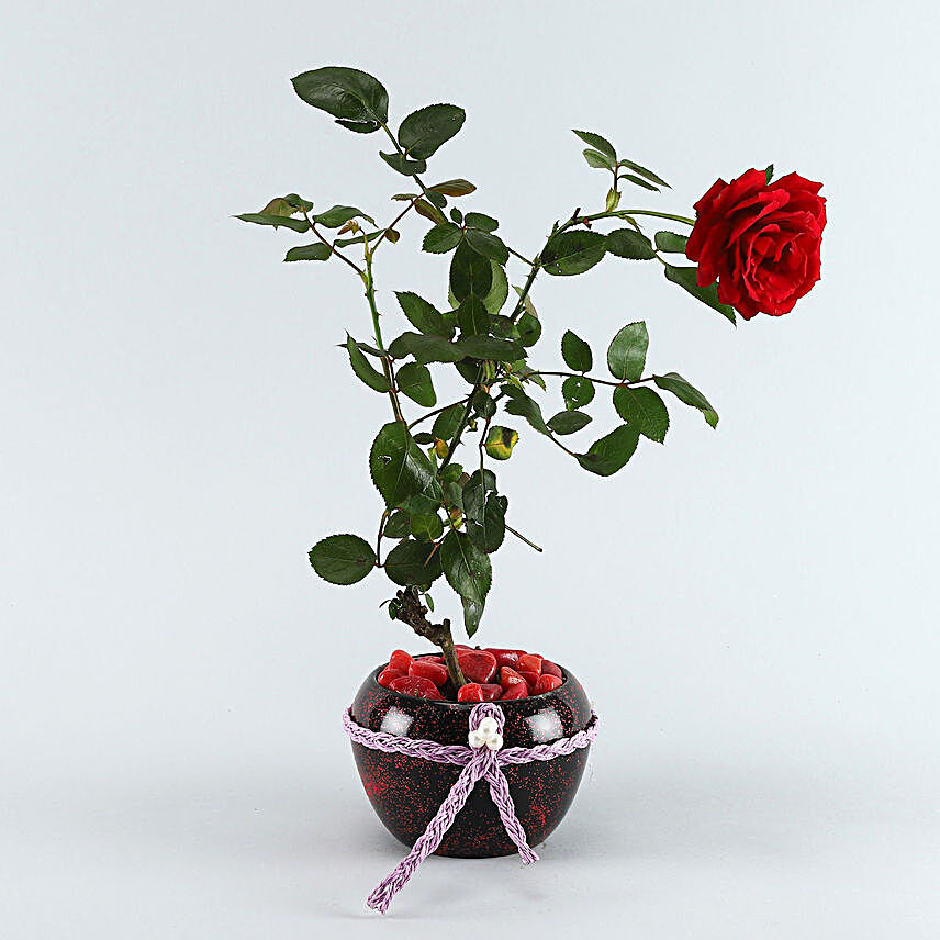 Red Rose Plant Maroon Pot:Buy Flowering Plants