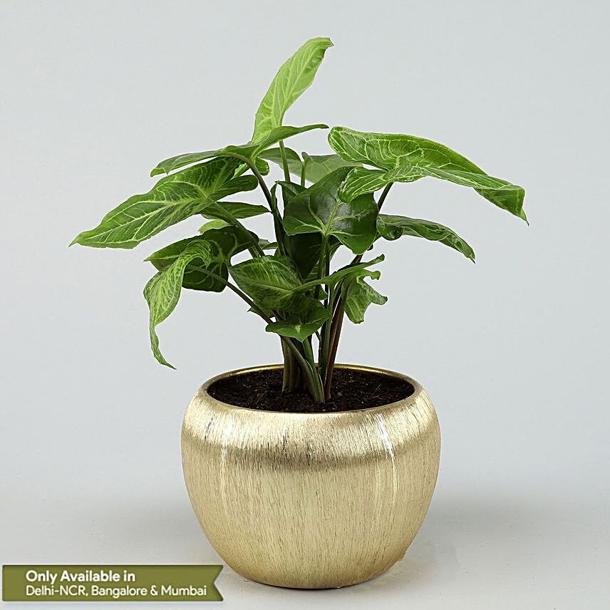Syngonium Plant In Gold Metal Finish Pot Hand Delivery