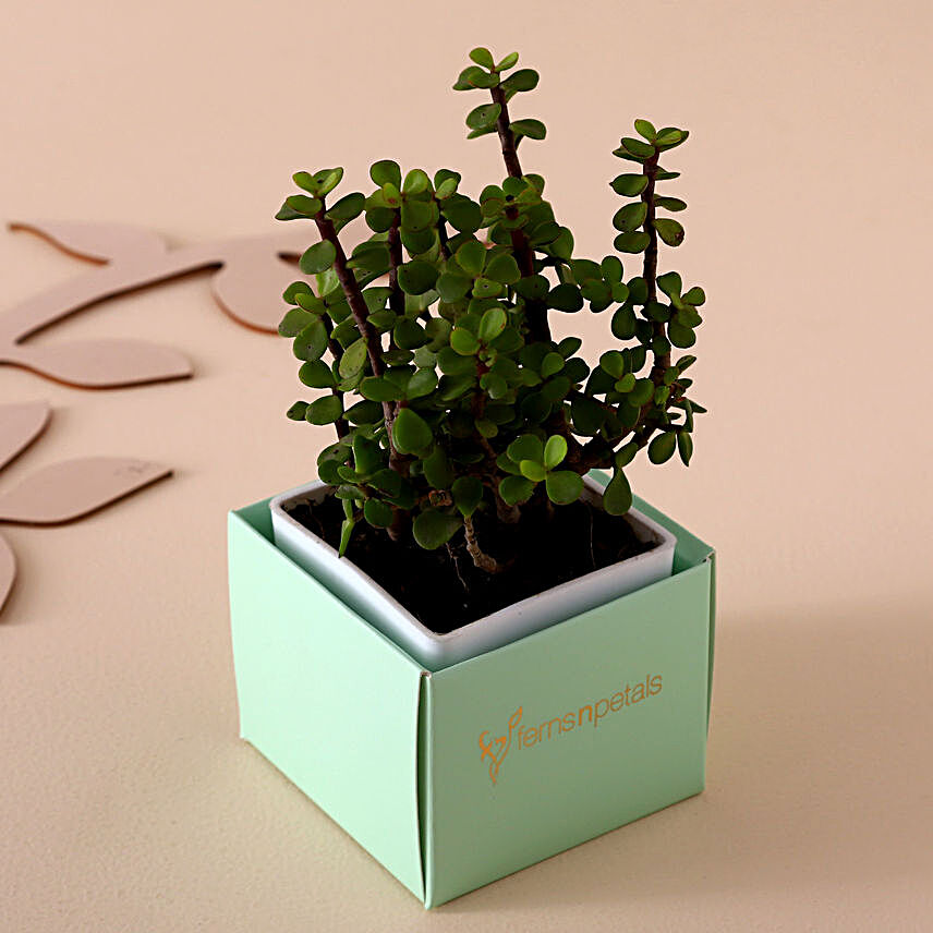 Jade Plant In Sea Green Cardboard Box:Indoor Plants for Home