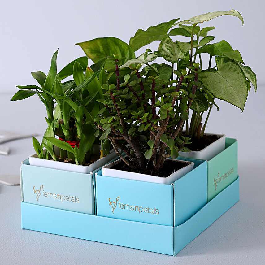 Set of 4 Refreshing Plants In Blue Tray:Plants Delivery