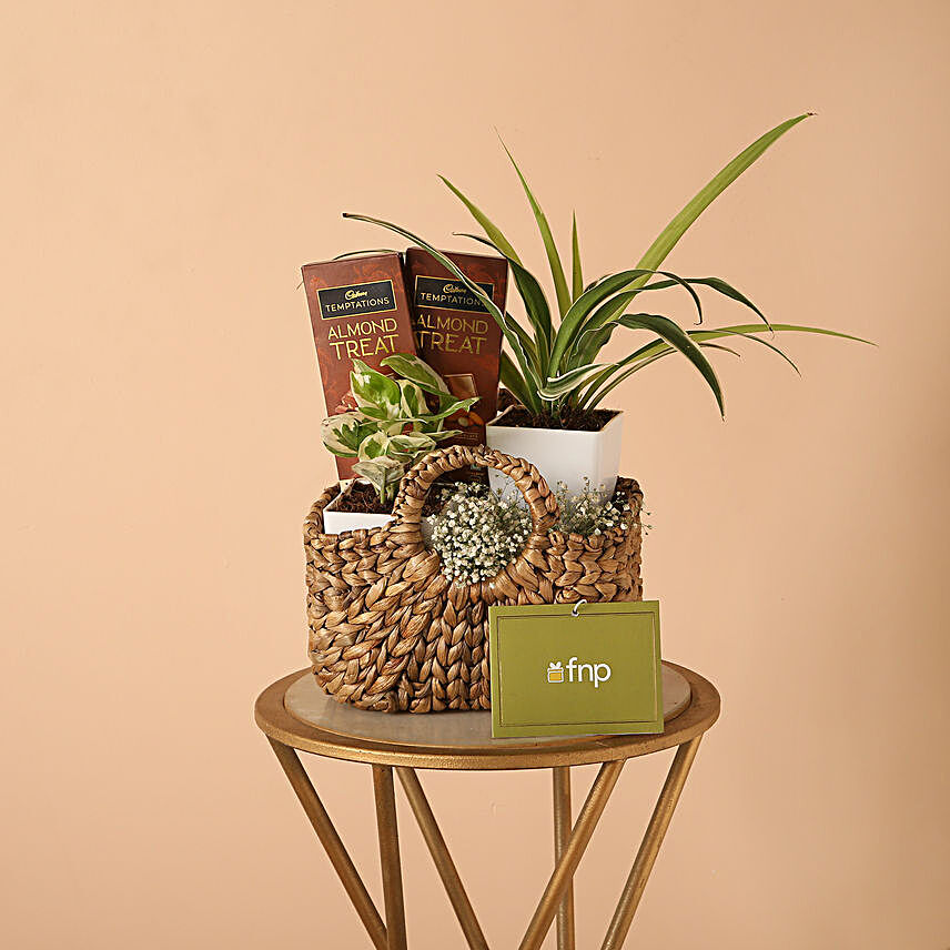 Mothers Day Plants and Cadbury Temptations Gift Basket:Plants Sets