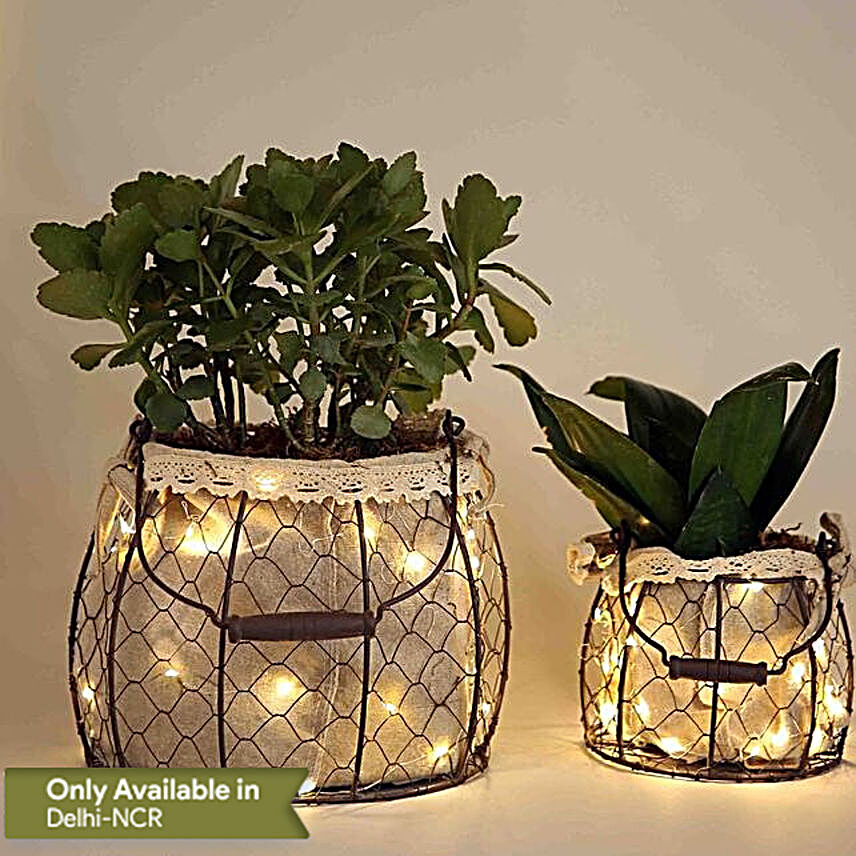 Set of 2 Green Plants In Exclusive Lights Decked Base