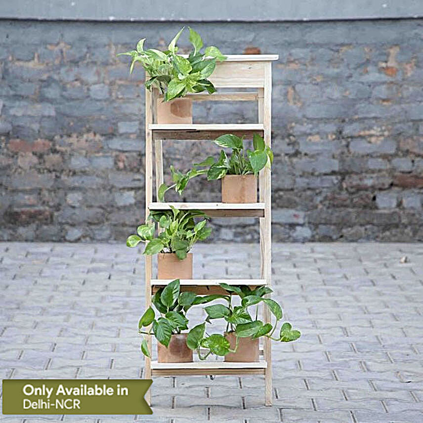 Set of 5 Money Plants and Ladder Arrangement:Plants Delivery