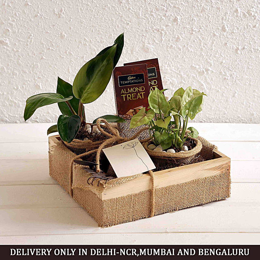 Green Plants and Chocolates Gift Hamper