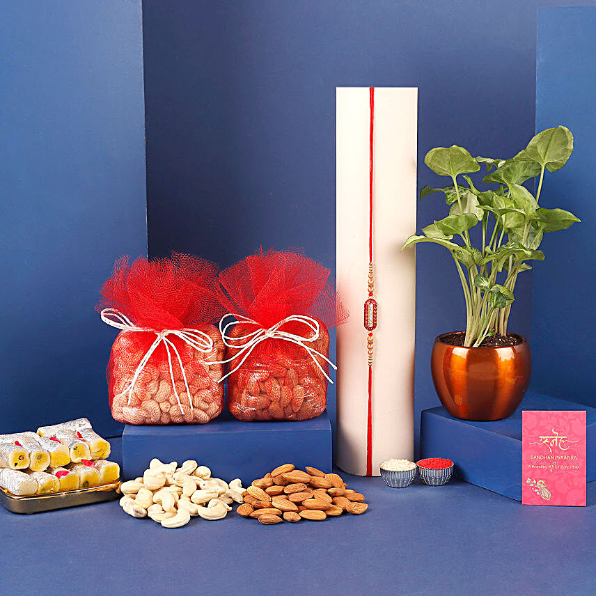 Designer Rakhi And Money Plant Pot With Sweet Treats:Rakhi Gift Hampers