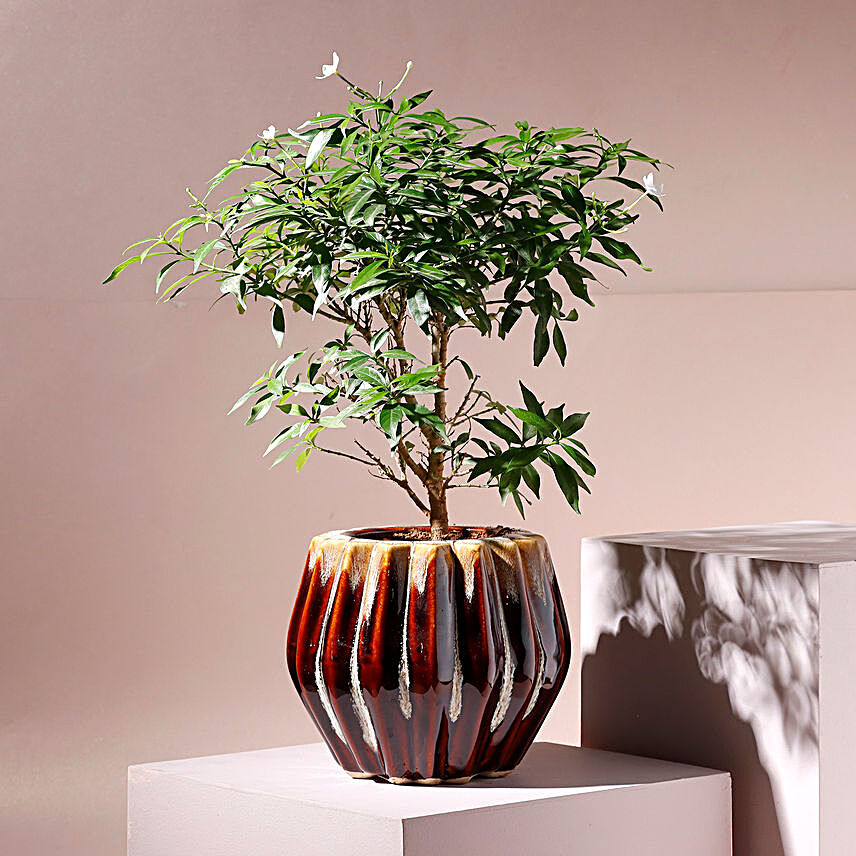 Murraiya Plant Brown Ceramic Planter:Flowering Plants