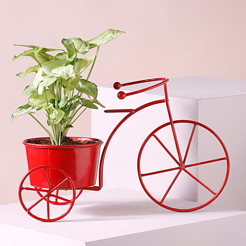 Syngonium Plant Red Rickshaw Planter