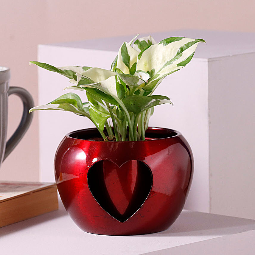 White Pothos Plant Red Heart Cut Pot:Plants For Birthday Gift