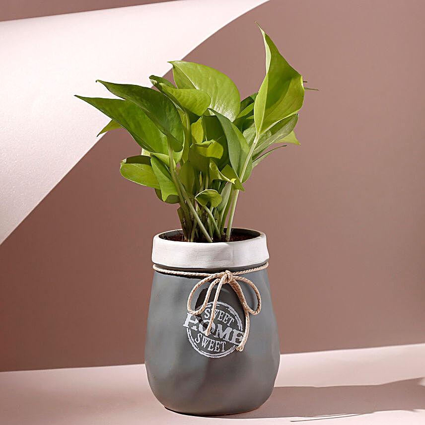 Money Plant Grey & White Home Sweet Home Pot:Air Purifying Plants: Gift Freshness
