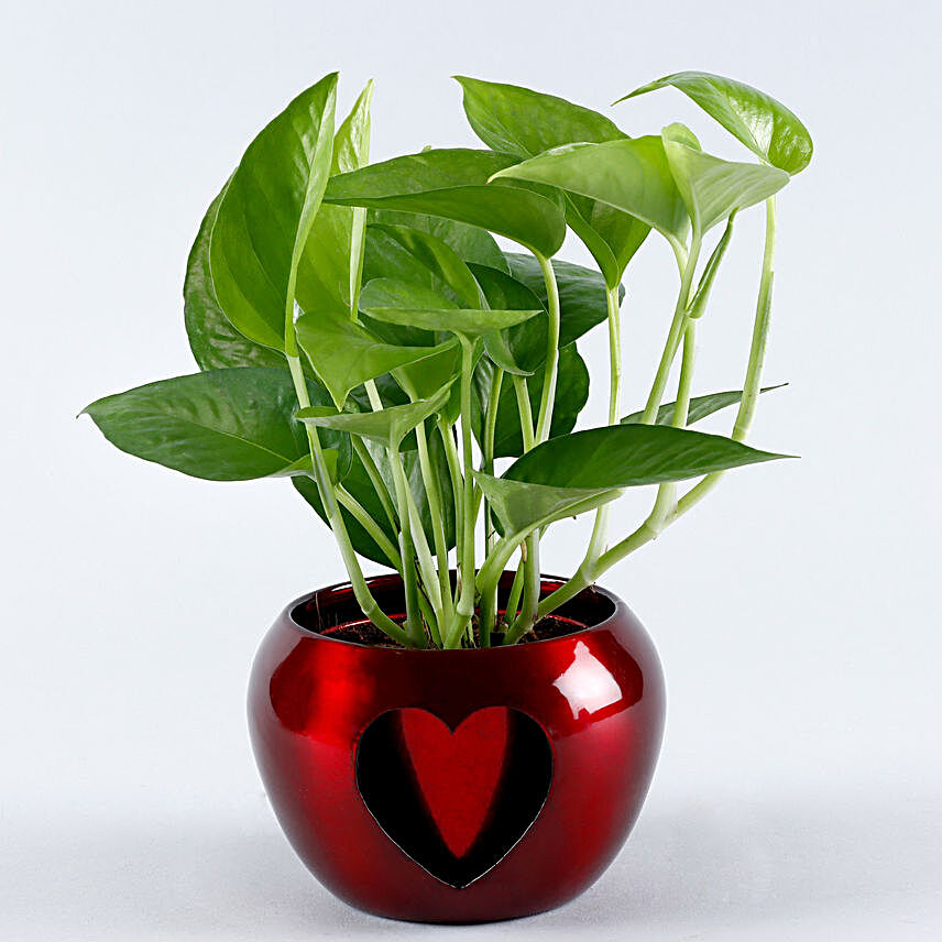 Money Plant Big Heart Cut Metal Pot:Money Tree Plant Delivery
