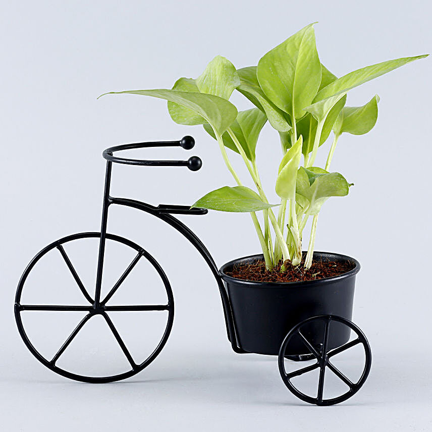 Money Plant Rickshaw Stand