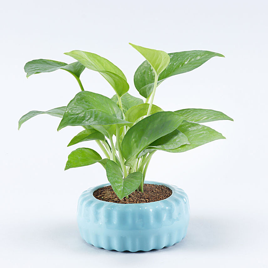 Money Plant Tyre Pattern Pot:Plants for Living Room