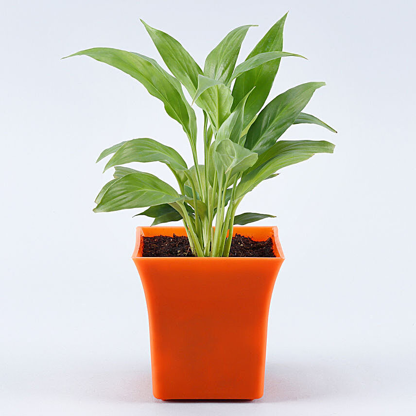 Peace Lily Plant Orange Plastic Pot:Lucky Plants For Home