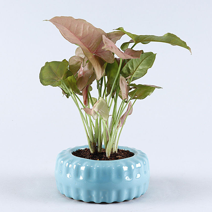 Pink Syngonium Plant Tyre Pattern Pot:Send Plants for Birthday