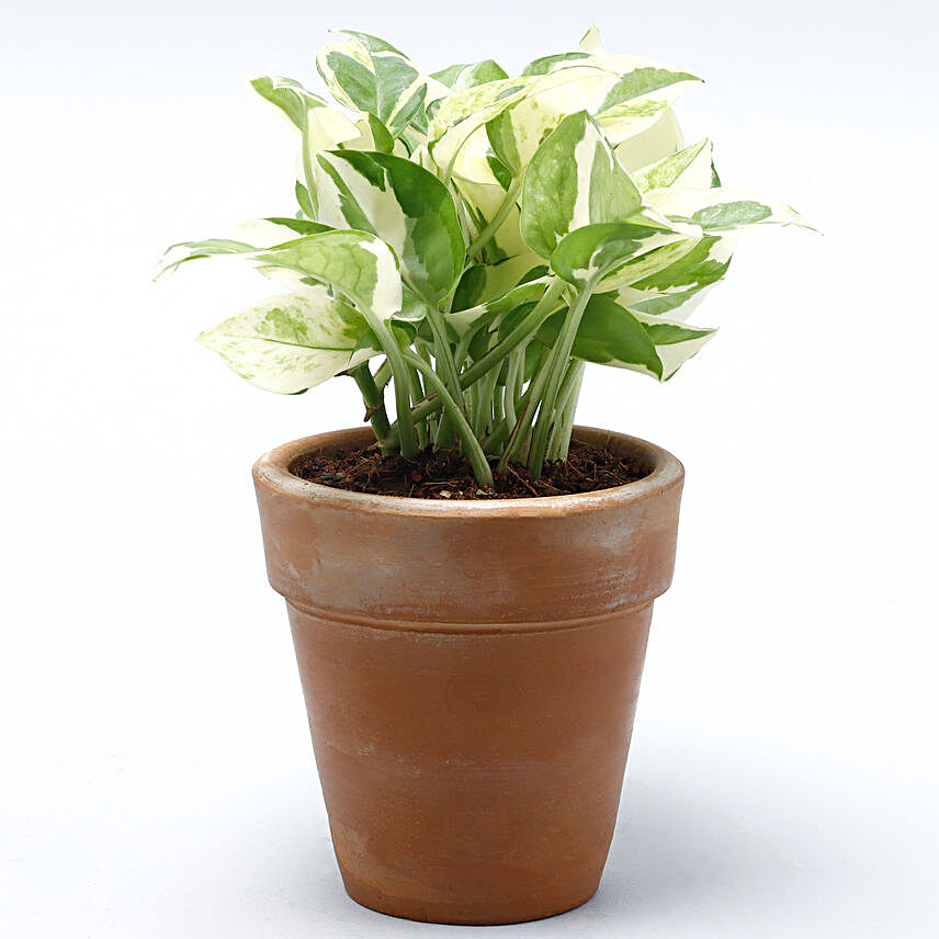 Live Indoor Plant Natural Décor Plant Great Gifts| Free Care Guide Easy to Care 6 Pot HOUSE PLANT SHOP |Fern 'Albo' 