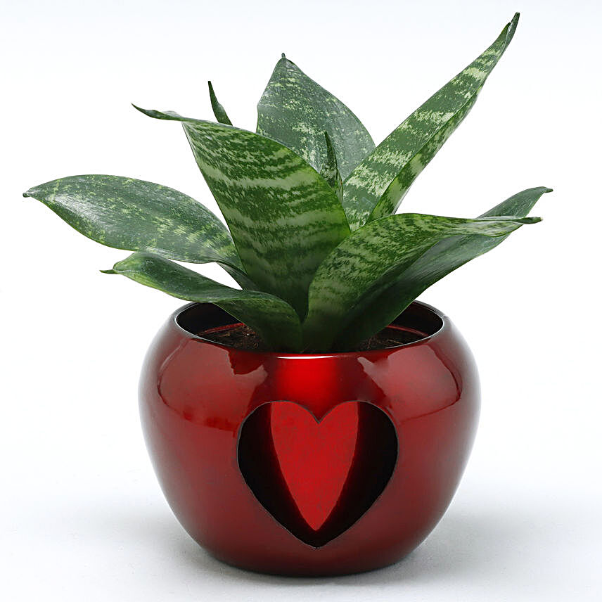 Sansevieria Plant Big Heart Metal Pot:Plants for anniversary