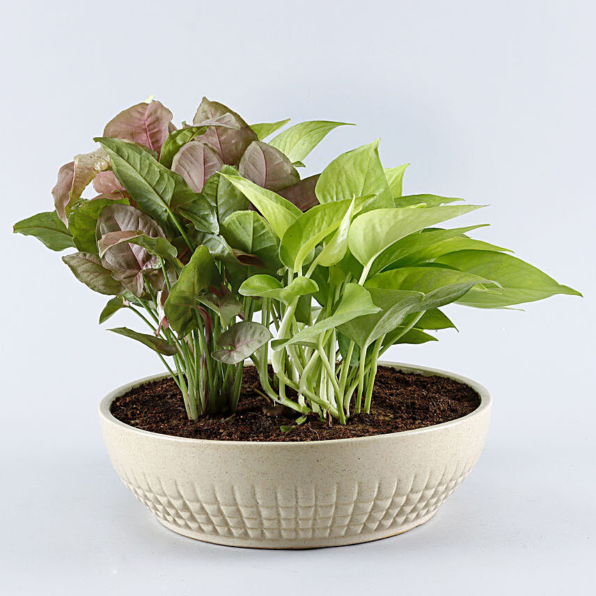 Set Of 2 Airpurifying Plants In Bowl Shaped Pots:Buy Indoor Plants
