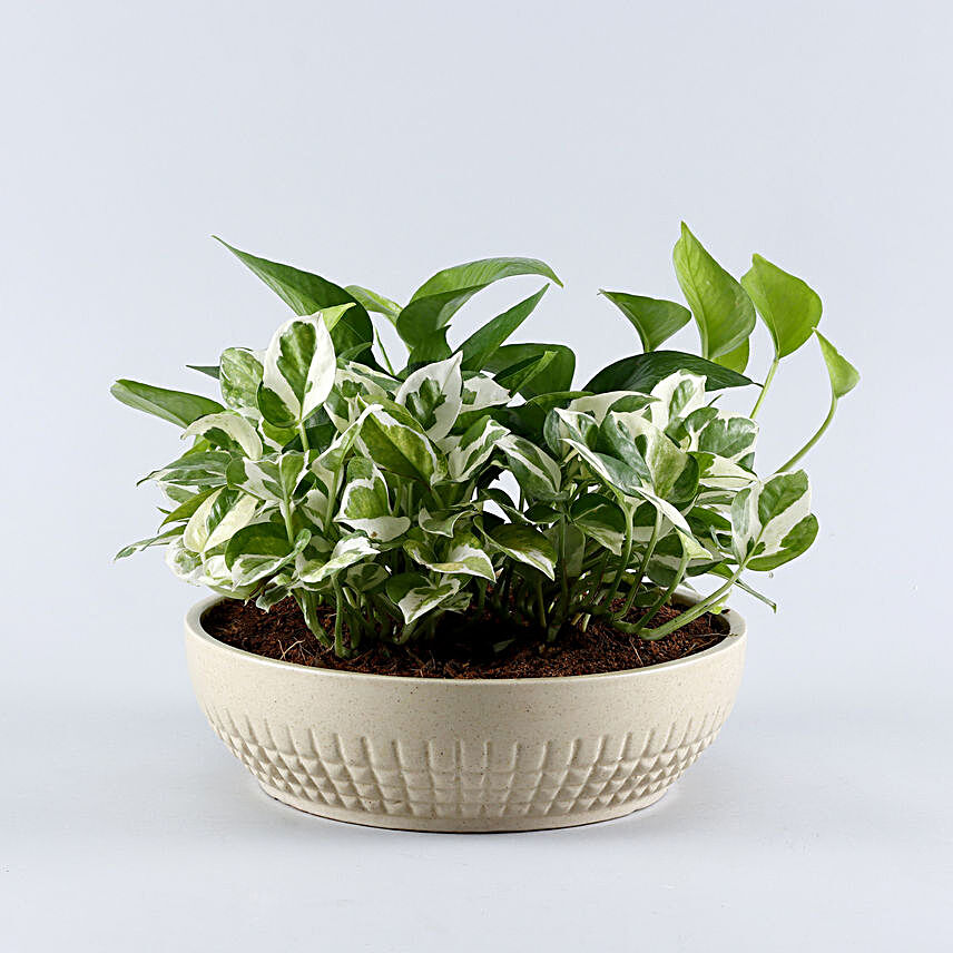 Set Of 2 Indoor Plants In Bowl Shaped Pots:Plants For Bedroom