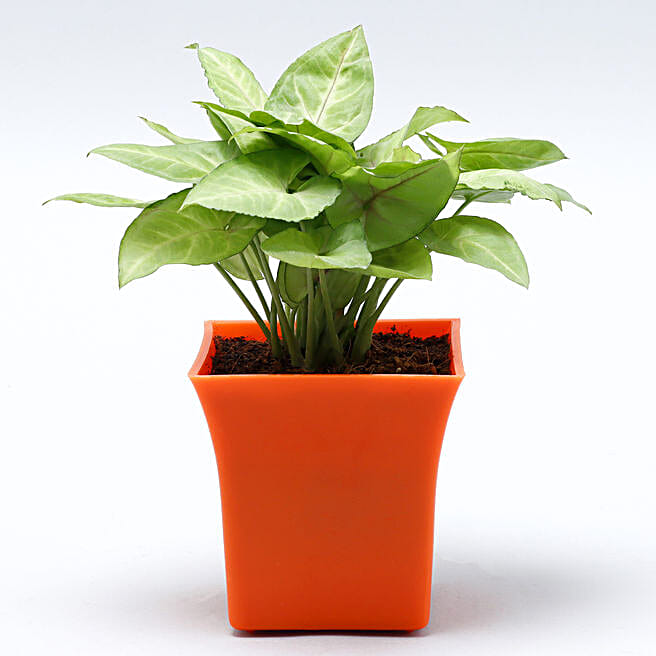 Office Plants Desktop Plants Plants for Office Desk Online FNP