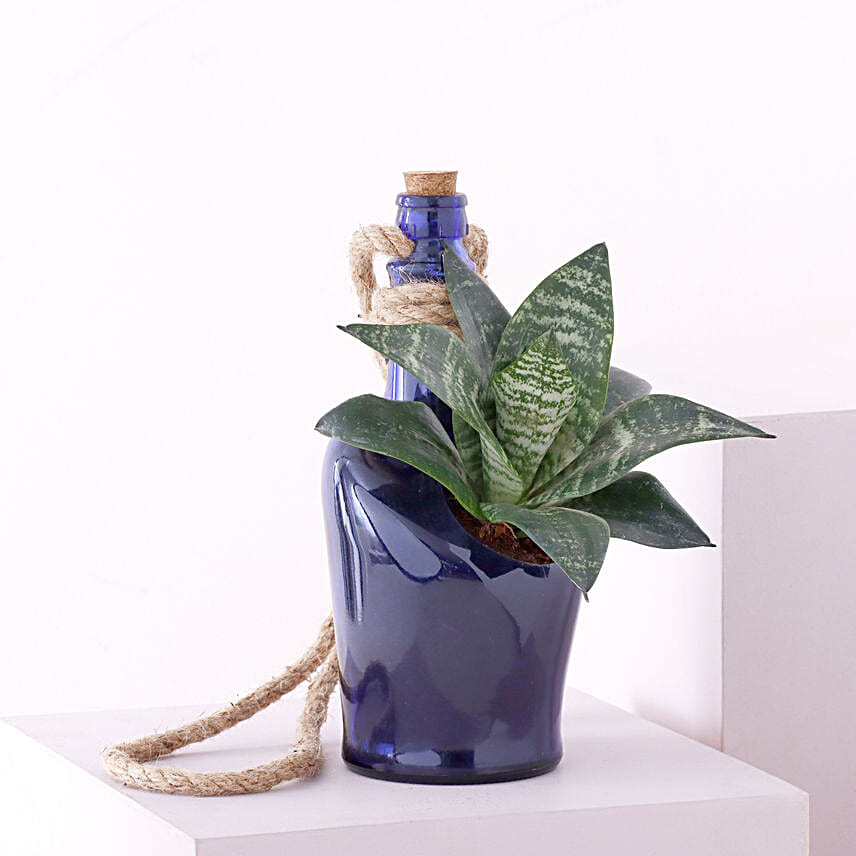 Green Sansevieria Hanging Bottle Planter