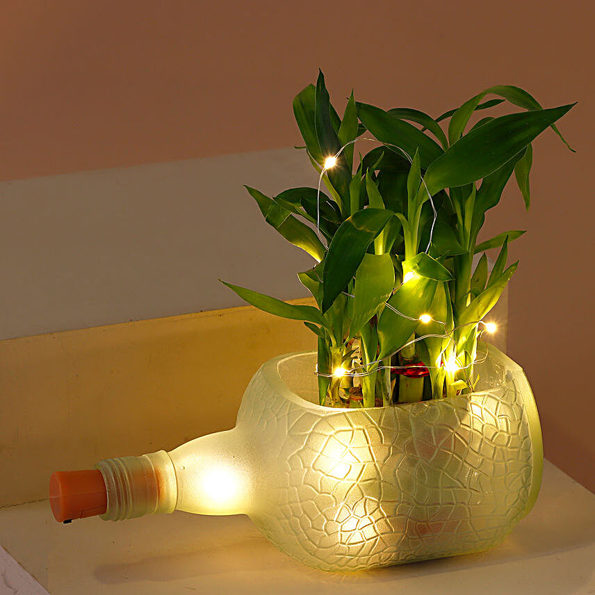 Bamboo Plant Frozen Bottle Planter With Light:Bottle Lamp