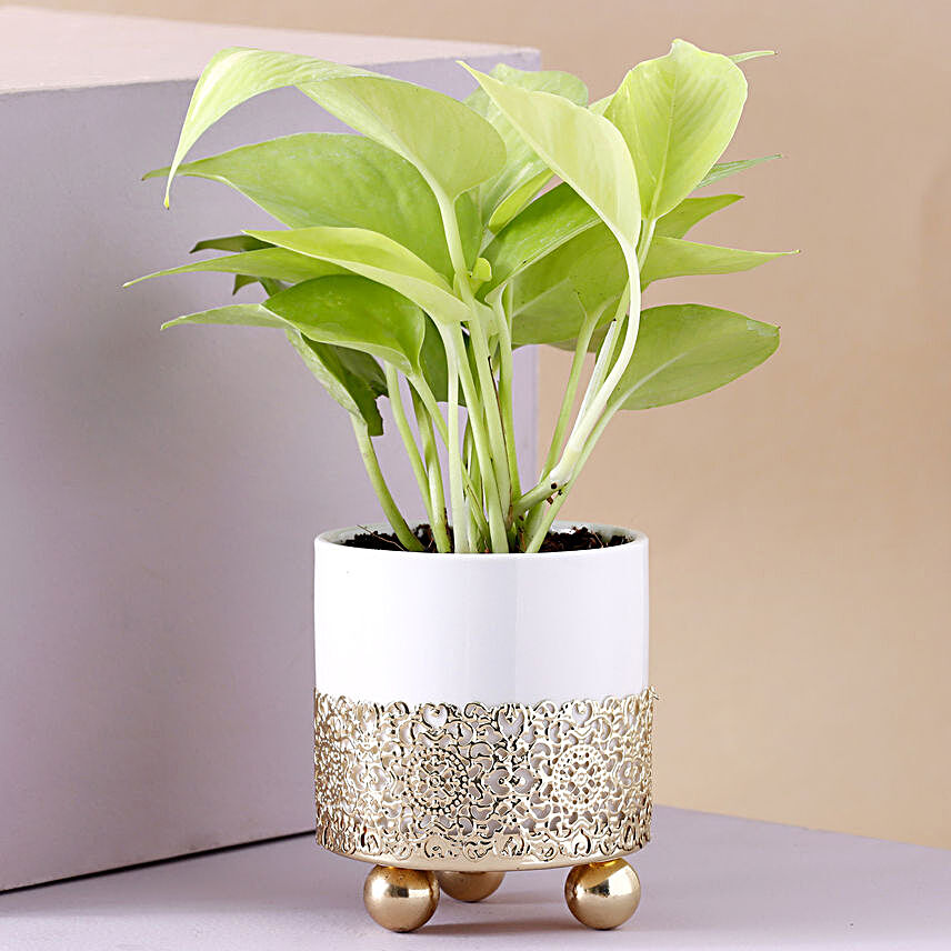 Golden Money Plant Grey & White Pot:Money Plants: Ladder to Prosperity