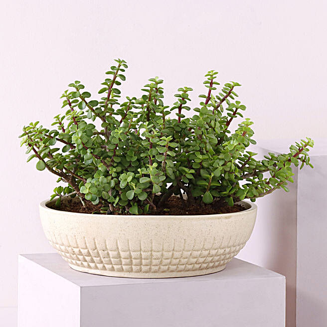 Buy Air Purifying Plants & Stress Relieving Plants Online FNP