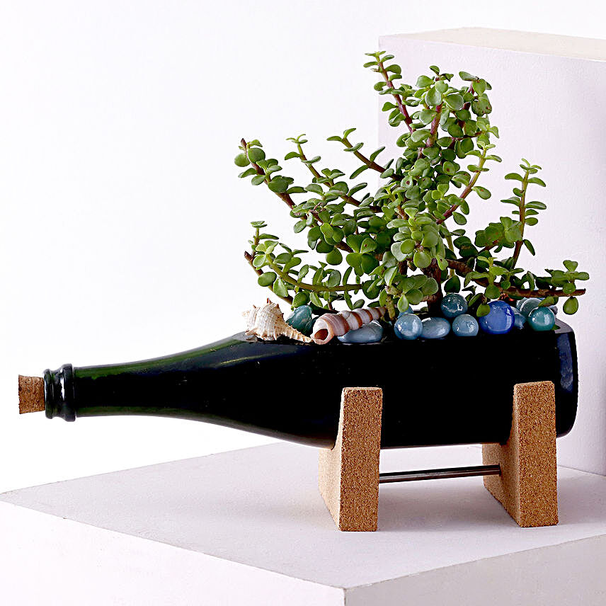 Jade Plant Champagne Bottle Planter:Lucky Plants For Home