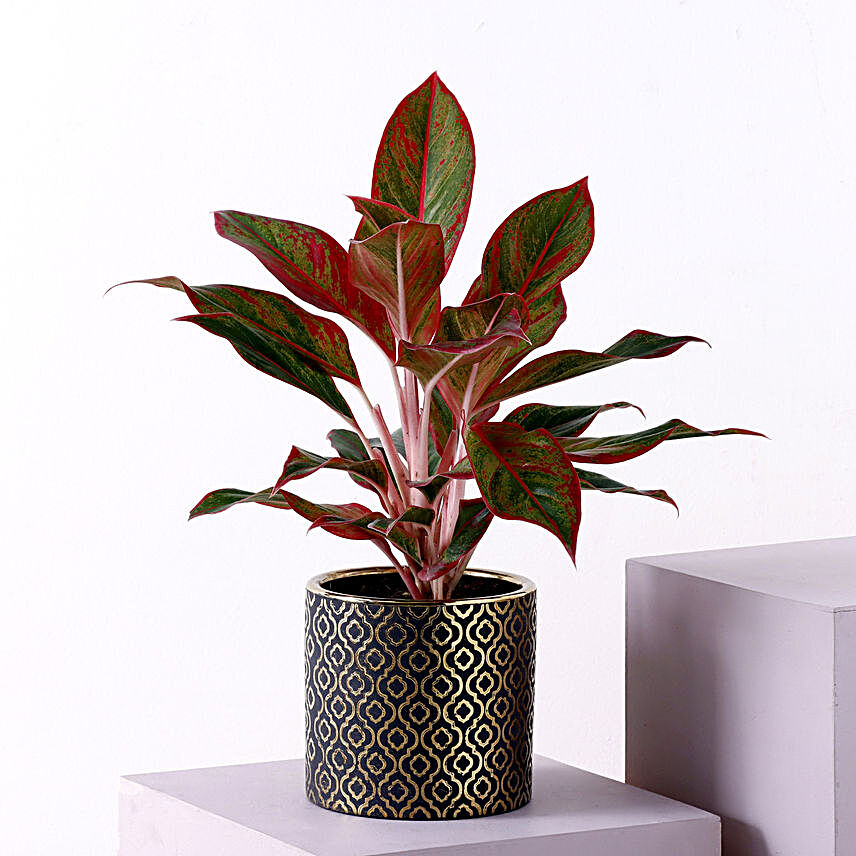 Aglaonema Lipstick Plant Black & Golden Pot:Air Purifying Plants: Gift Freshness