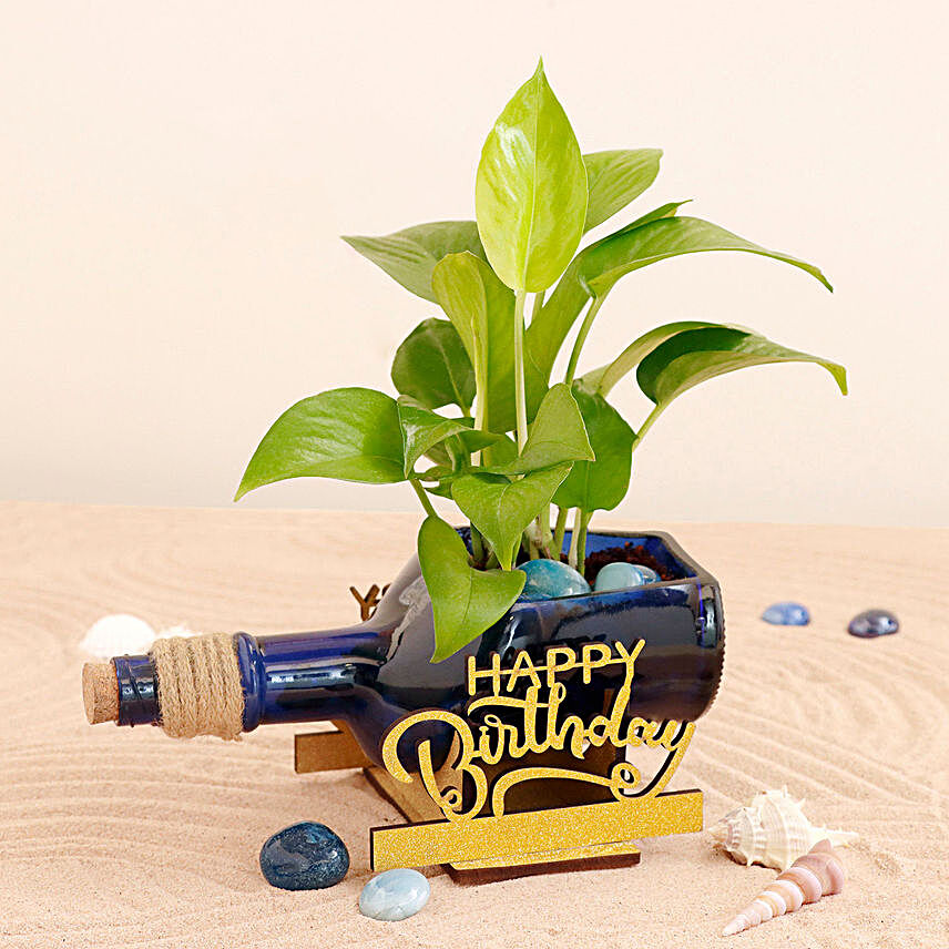 Happy Birthday Money Plant Antiquity Bottle:Plants For Birthday Gift