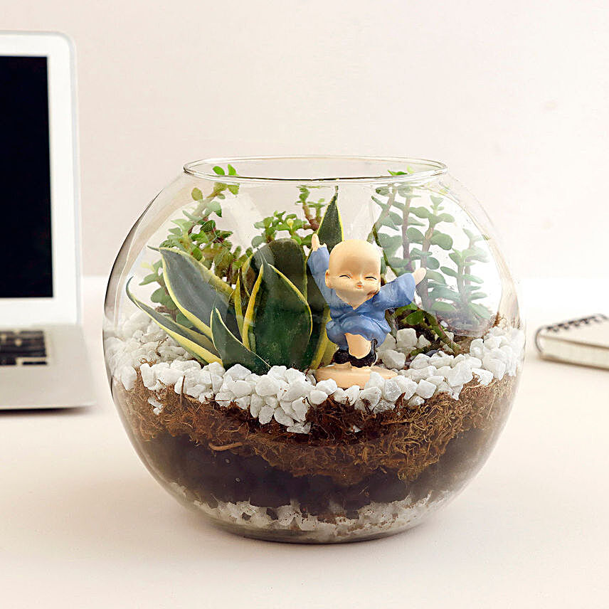 Jade N Milt Sansevieria Plant Glass Vase Terrarium:Plants Delivery