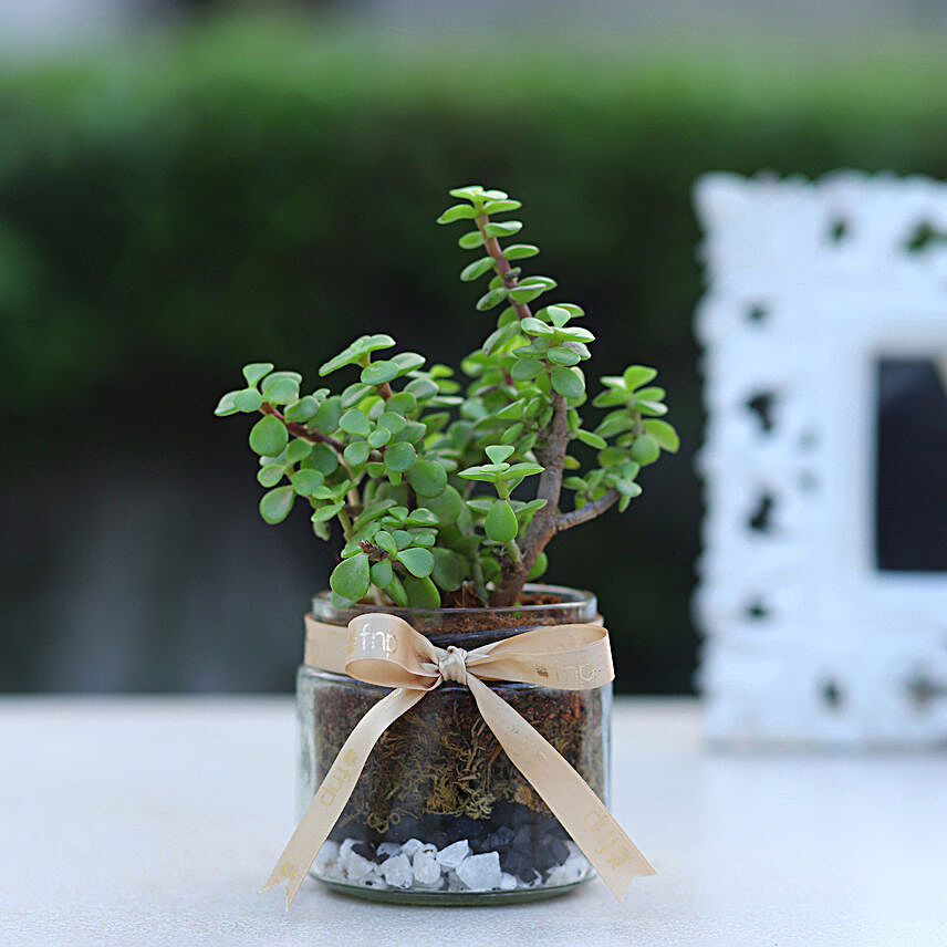 Jade Plant Mason Jar Terrarium:Plants Delivery