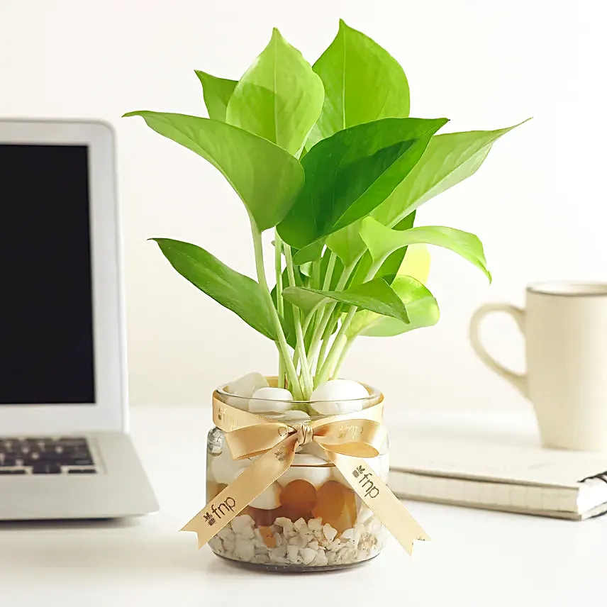 Money Plant Mason Jar Terrarium:Plants for Birthday