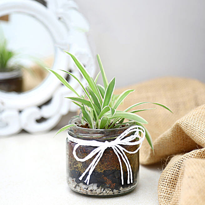 Buy/Send Mason Jar Spider Plant Terrarium Online- FNP