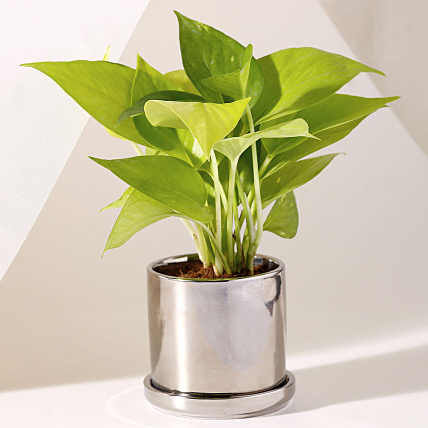 Money Plant Chrome N Plated Pot With Plate:Money Tree Plant Delivery