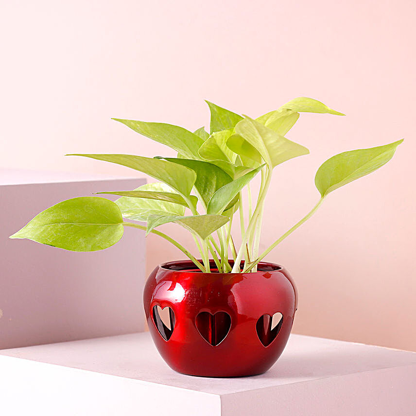 Money Plant N Maroon Heart Cut Pot:Money Tree Plant Delivery