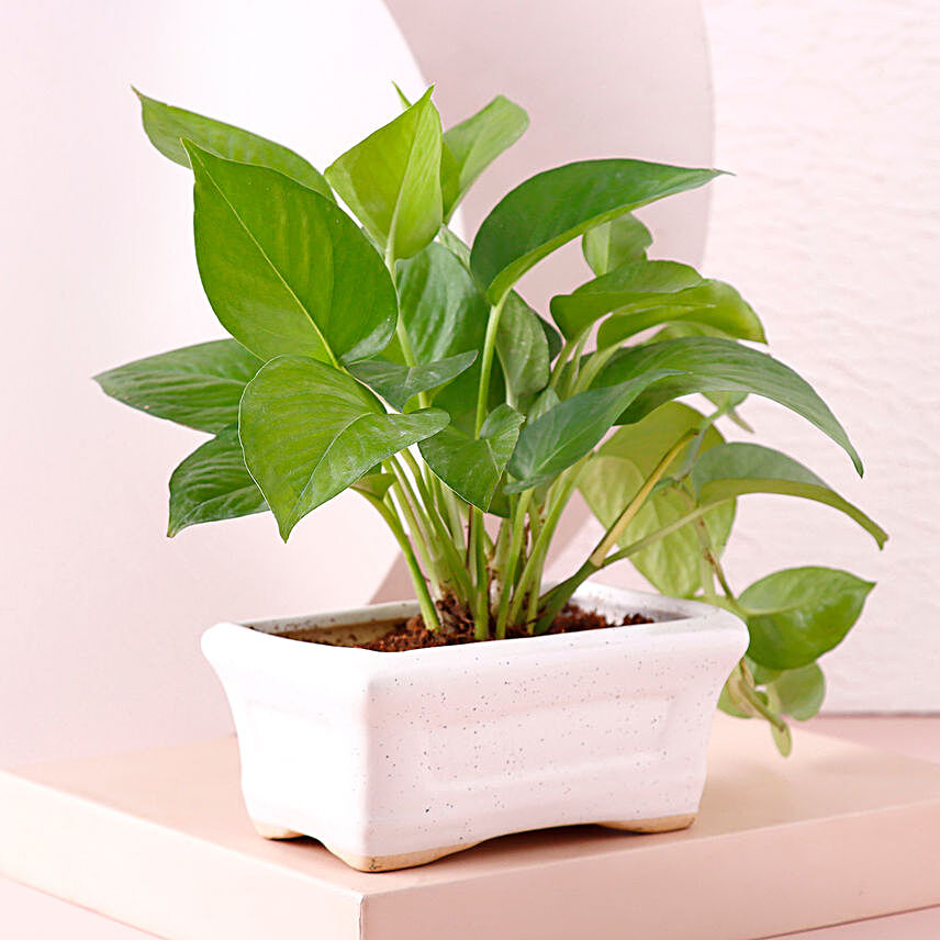 Set of 2 Indoor N Plants In White Ceramic Planter:Buy Indoor Plants
