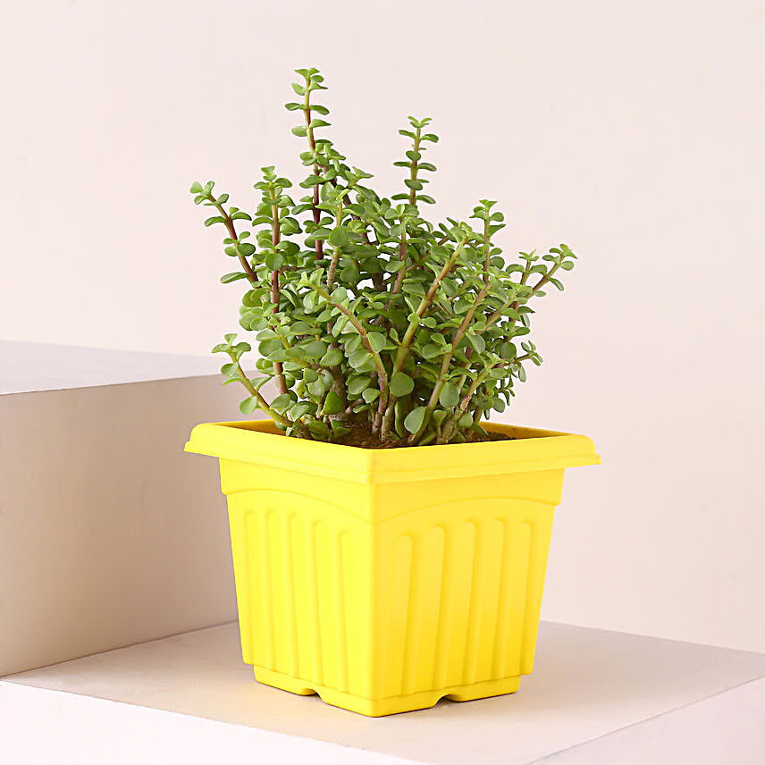 Jade Plant N Sunshine Yellow Pot:Plastic Planters